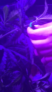 Tying down cannabis plants 