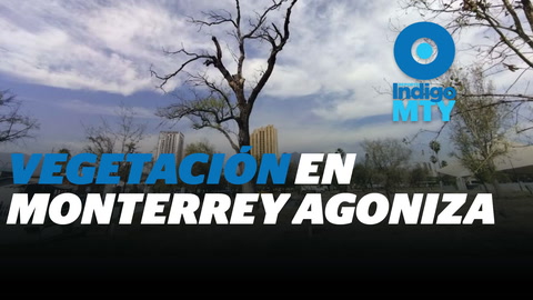 Muerte masiva de árboles en la Zona Metropolitana de Monterrey | Reporte Indigo