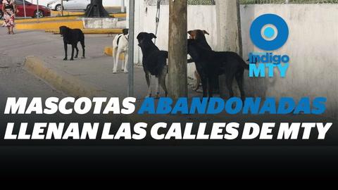 Del hogar a las calles: mascotas abandonadas en NL | Reporte Indigo