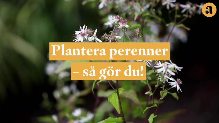 Plantera perenner – så gör du!