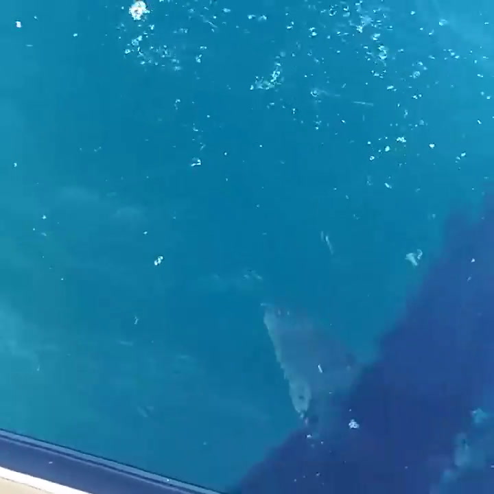 El biólogo Riley Elliott mostrando otra interacción con un tiburón - Fuente: Instagram