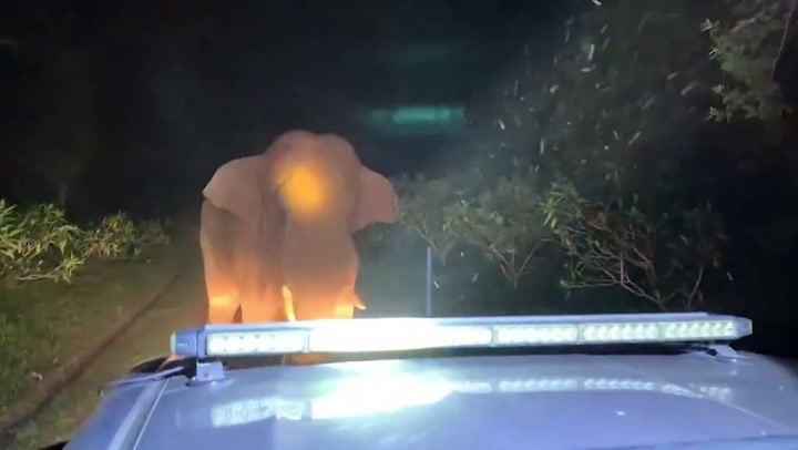 Angry wild elephant blocking road rams wildlife ranger's car with its tusks