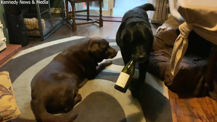Adorable moment dog fetches bottle of wine for owner
