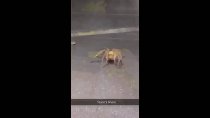 Encuentran la araña más peligrosa del mundo en un supermercado de Inglaterra