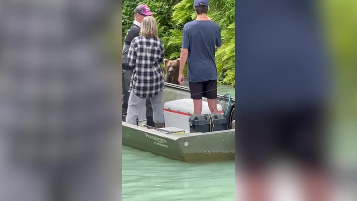 Huge grizzly bear enjoys refreshing dip in Alaskan bay metres away from tourists