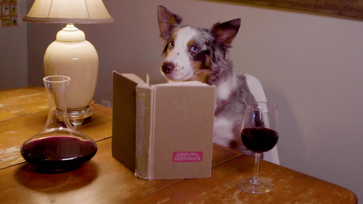 Wine's Best Friends: Wine Spectator's Staff Dogs