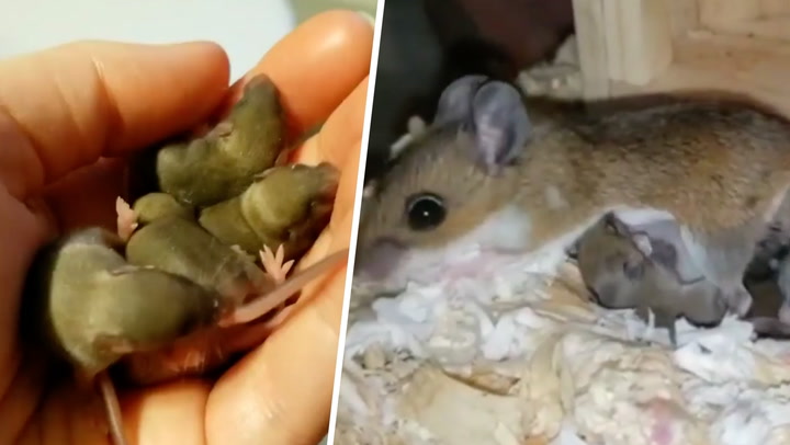 Mother mouse raises orphaned baby mice as her own