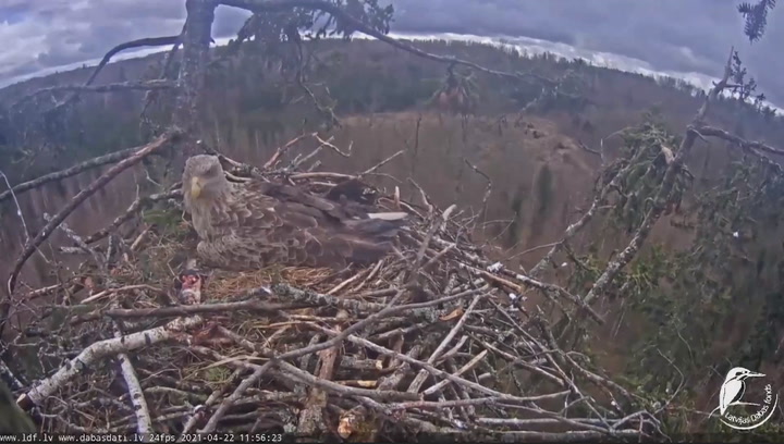 Earth Day: Live from an eagle's nest in Latvia as eaglets hatch