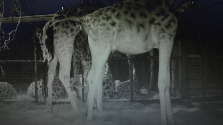 Rare Rothschild’s giraffe birth caught on camera at Chester Zoo