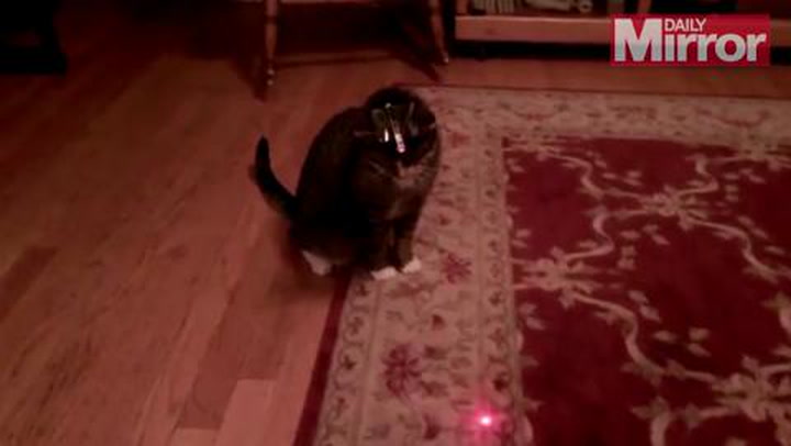 Funny or cruel? Watch cat with laser pen taped to its head chase red dot  around room - Irish Mirror Online