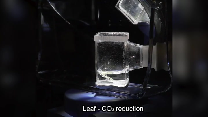 Floating artificial leaves that turn sunlight into water could be used to power cargo ships