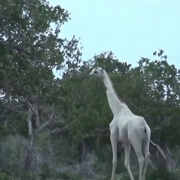 Así eran la jirafa hembra y su cría que fueron asesinados por cazadores furtivos - Fuente: Youtube