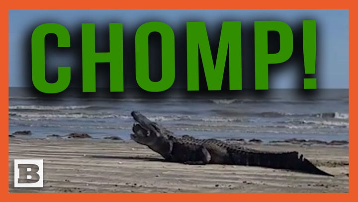 Chomp! Gigantic Gator Wanders Onto Texas Beach to Munch Redfish