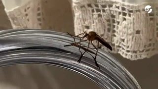 El video viral del "mosquito gigante" de TikTok que asusta a una chica