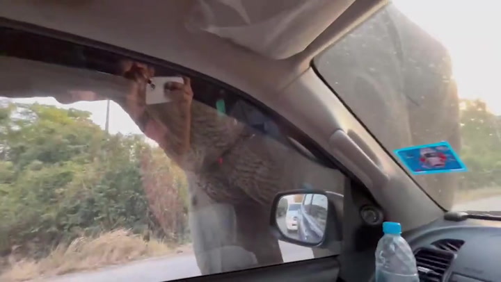 Wild elephant 'checkpoint officer' stops car for inspection