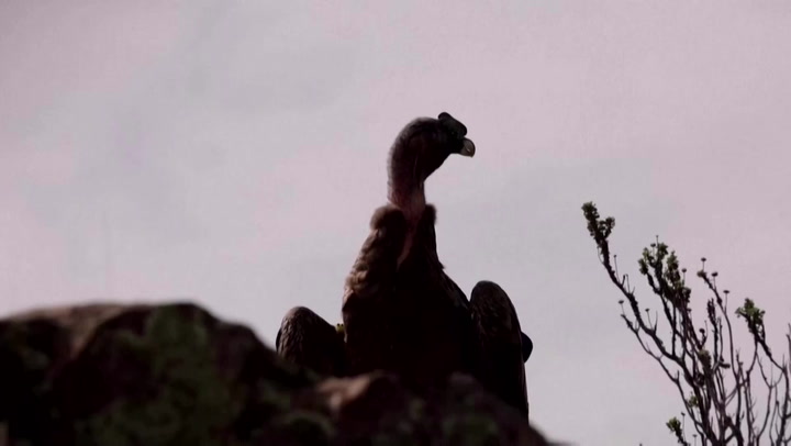 Seven Andean condors released into the wild in mountains of Argentina