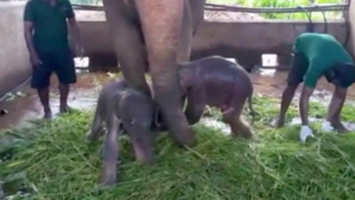 Twin elephants born in Sri Lanka for the first time in 80 years 