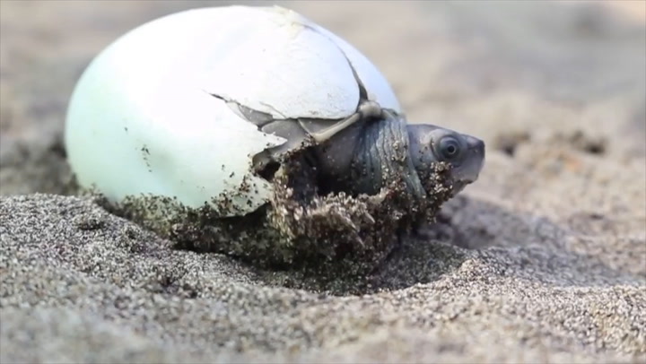 Recuperan a la 'tortuga sonriente', una especie que se creía - Fuente: Wildlife Conservation Society