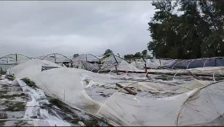 Millonarias pérdidas en invernaderos en Bella Vista, Corrientes, por el temporal