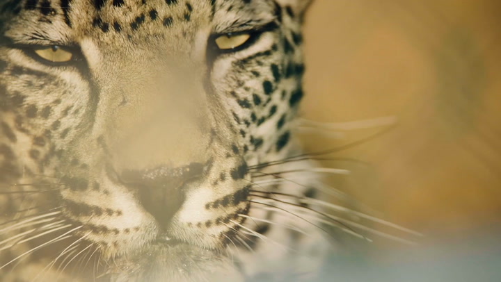 Thomas Kaplan: ‘If the leopard is thriving, the ecosystem is working'