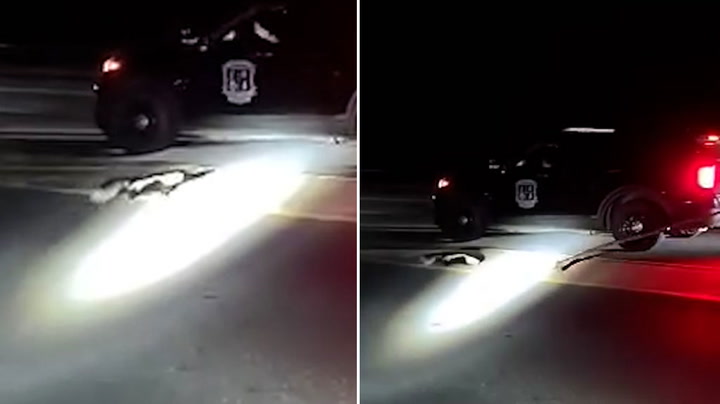 Skunk with cup stuck on head runs in circles before being freed by police