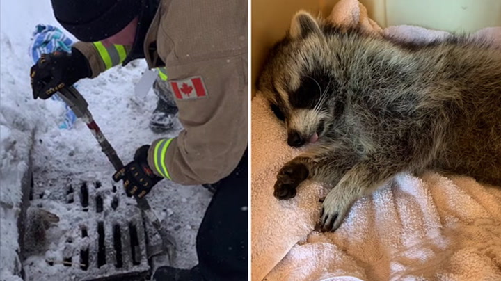 Raccoon found stuck upside down in sewer rescued by firefighters