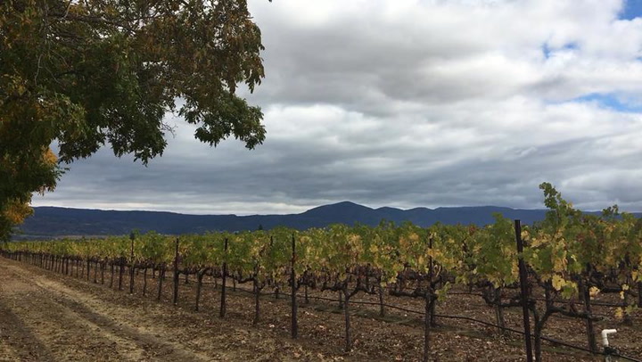 Scorched Hills of Napa Valley: MaryAnn Worobiec Visits Oak Knoll Crossroad