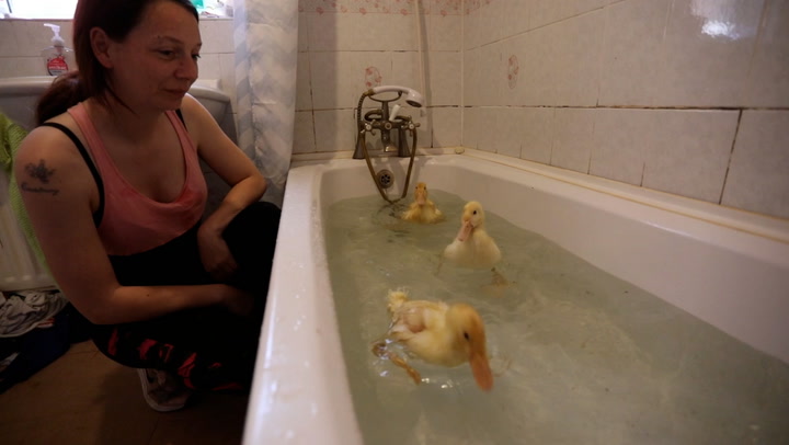 Woman bathes ducklings she hatched from Morrisons eggs