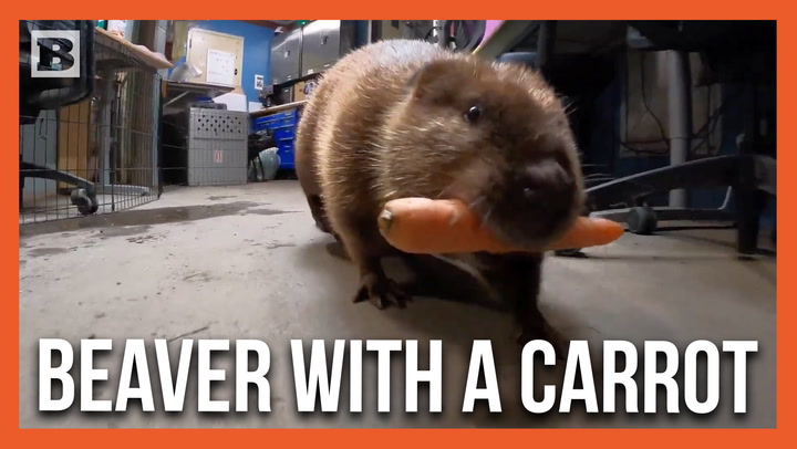 Your Moment of Zen: Maple the Beaver Enjoys a Carrot as Birthday Treat