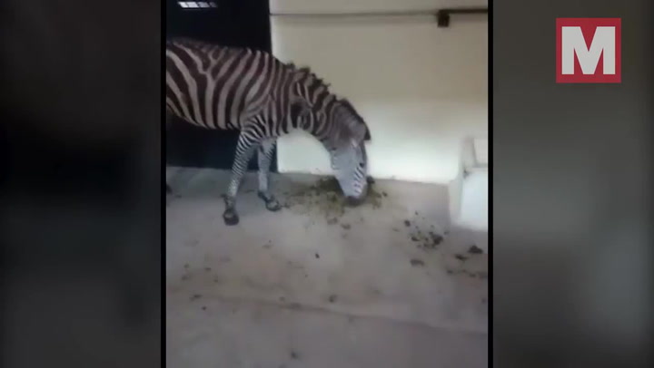 Outrage as zebra filmed eating own faeces 'due to lack of food' at zoo -  World News - Mirror Online