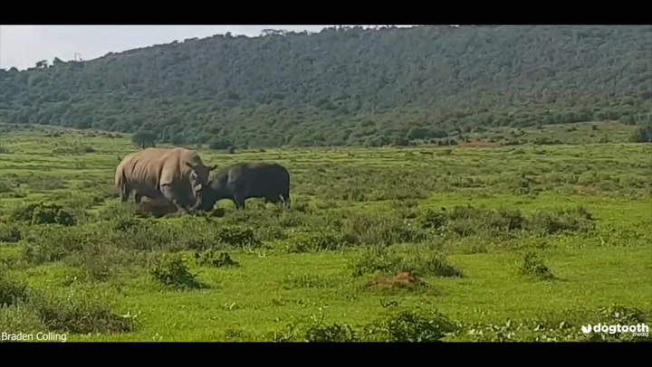 Rhino ploughs through buffalo during clash
