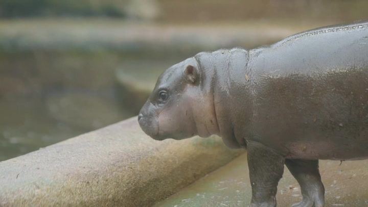 Rare pygmy hippopotamus born in Czech zoo makes first appearance