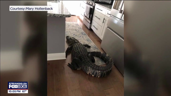 Venice woman shocked to find alligator in her home
