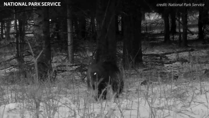 Rare footage of real-life wolverine caught on camera | News | Independent TV