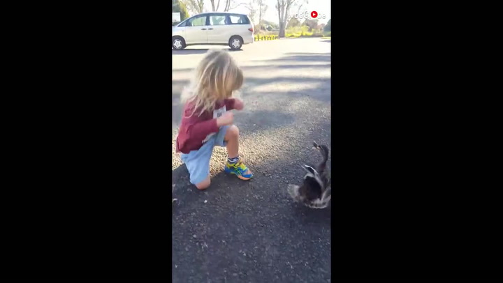 'Protective mama duck angrily scares away cute baby boy playing with her ducklings 
'