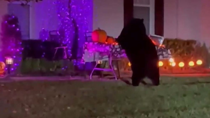 Black bear caught red-handed chomping on Halloween candy left out for trick-or-treaters