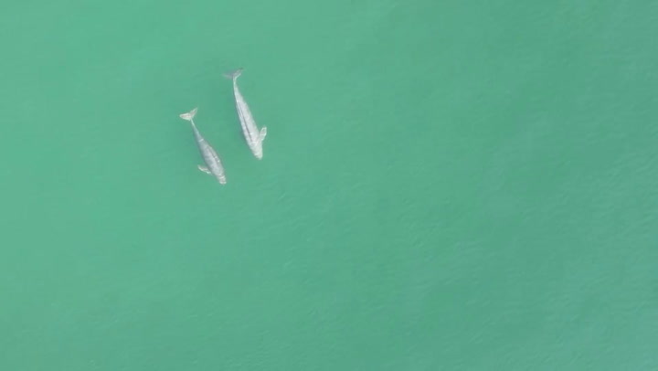 A pair of finless porpoises Swim in Yangtze River in Hubei, China
