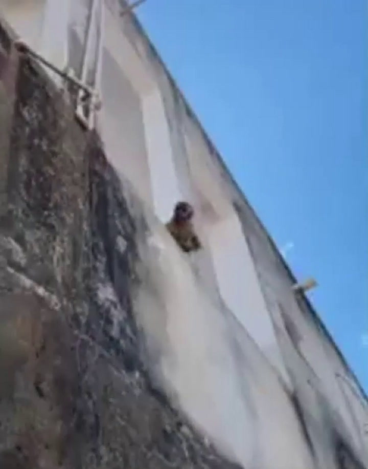Temor en Brasil por mono con cuchillo que entra a casas a robar