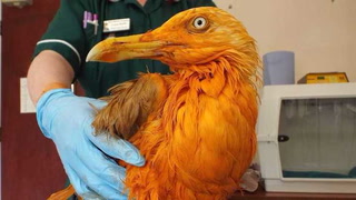Pensaron que habían descubierto a un ave exótica del Caribe, pero la verdad fue desopilante