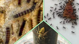 Watch out for these 3 problem bugs you could face this spring