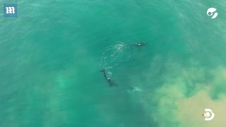 La estrategia de tres orcas para matar a un tiburón blanco.