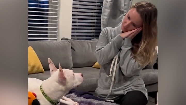 Deaf dog uses sign language to communicate with owner