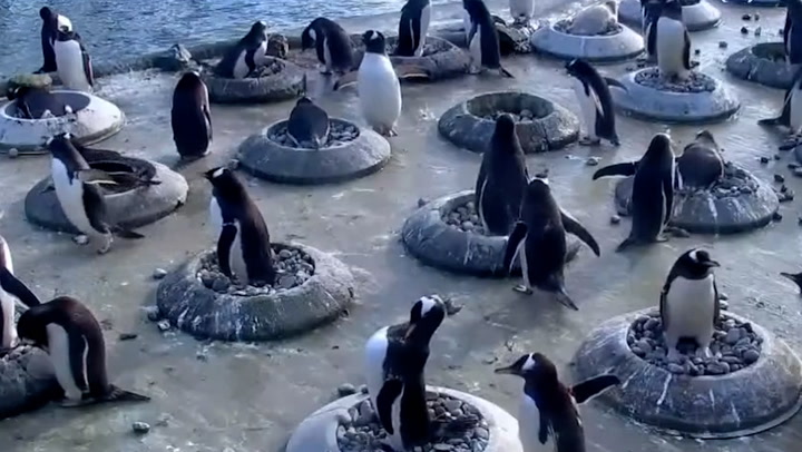 Penguins search for pebbles to woo females as mating season begins