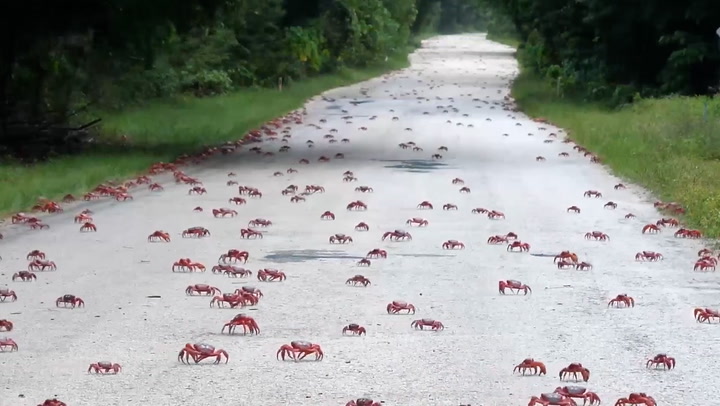 Millions of red crabs swarm bridges and shut roads in Australia as they migrate towards ocean