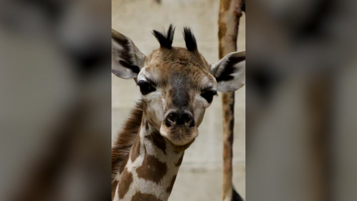 Rare Rothschild's giraffe born at Belgium zoo