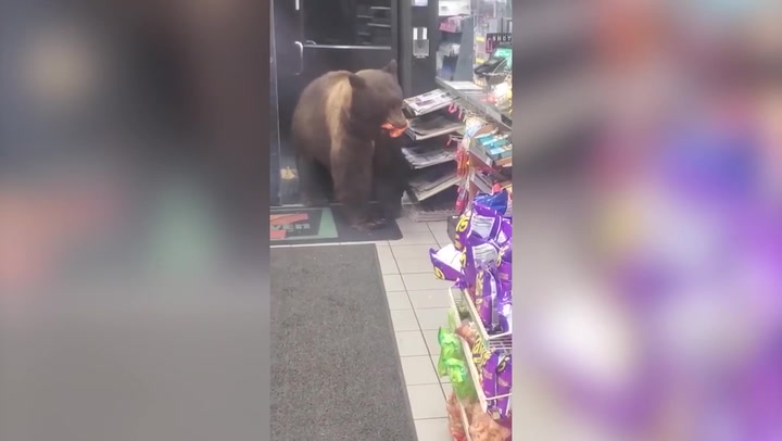 Huge brown bear enters California supermarket and helps itself to snacks