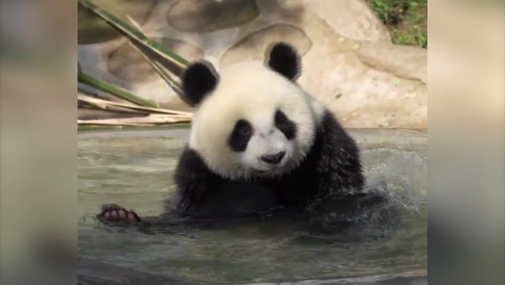 Adorable panda cub enjoys splashing around in bath at Chinese zoo.mp4