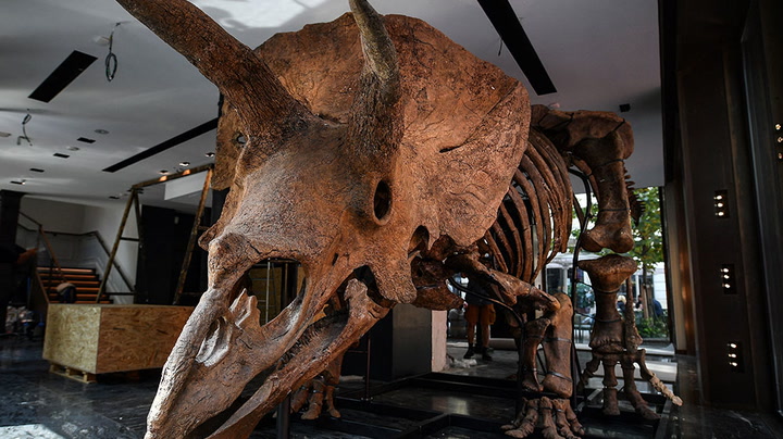 Watch live as 66-million-year-old triceratops skeleton goes to auction