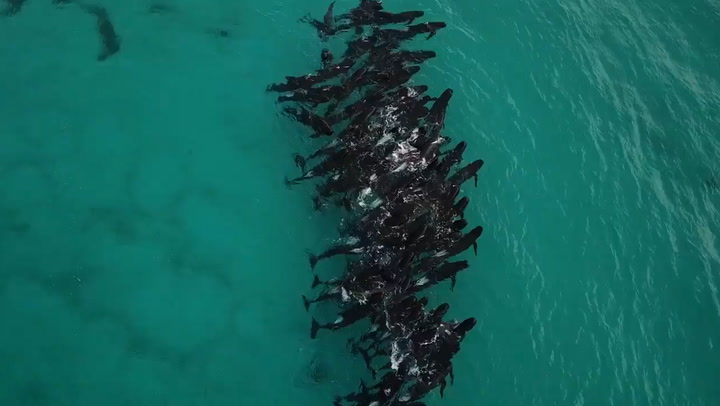 More than 80 pilot whales mysteriously huddle together before beaching in Western Australia