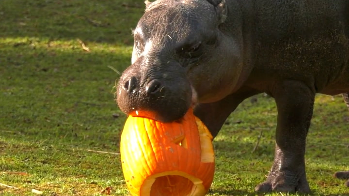 Hungry hippo feasts on pumpkins for Halloween treat at Chicago zoo
